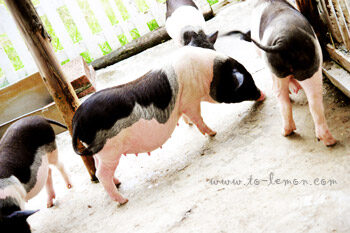 959988821_0e983bf2e0_o