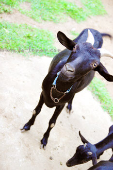 960840550_838a777acb_o