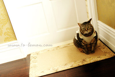 這天我們來到Caitlin位於信義區的家中拍照，這張是家裡的貓咪可愛的獨照！