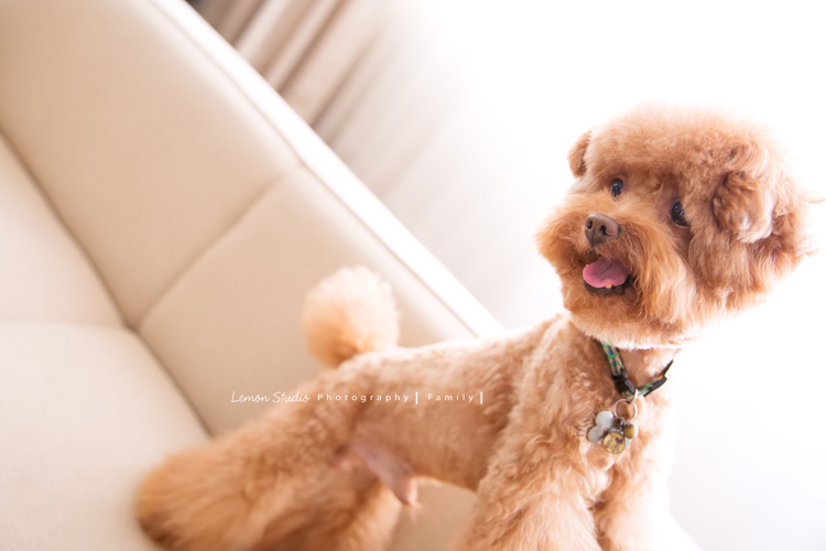 Monica及先生及寵物狗狗一起來拍照，這張是狗狗寶貝的寵物寫真獨照！