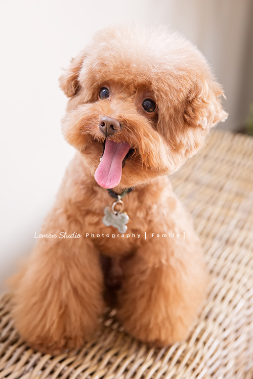 Monica及先生及寵物狗狗一起來拍照，這張是狗狗寶貝的寵物寫真全身照！