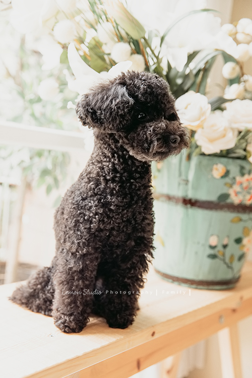 蕙瑜＆家瑜兩姊妹的寶寶們都剛出生不久，剛好這時先生們都在國外，姐妹倆和爸爸媽媽及家中的可愛貴賓狗狗一起來拍寶寶寫真，這張是家裡的貴賓狗狗的可愛獨照！狗狗的個性很溫和！