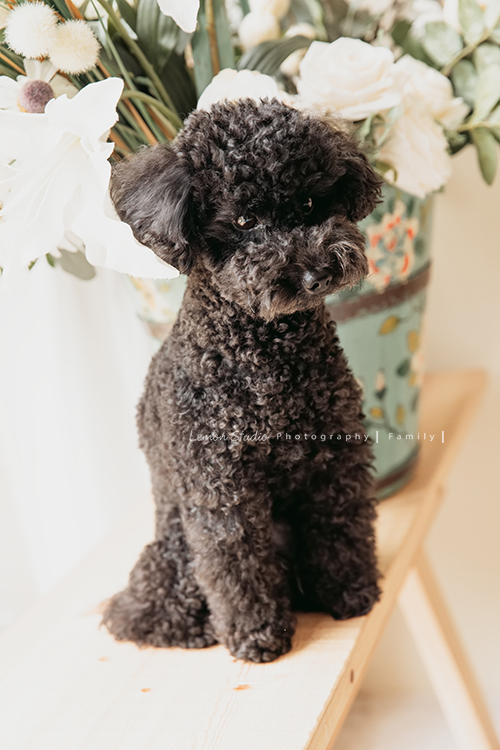 蕙瑜＆家瑜兩姊妹的寶寶們都剛出生不久，剛好這時先生們都在國外，姐妹倆和爸爸媽媽及家中的可愛貴賓狗狗一起來拍寶寶寫真，這張是家裡的貴賓狗狗的可愛獨照！