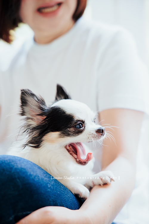 Cindy帶媽媽及可愛的啾啾來拍照，啾啾享受著Cindy及媽媽的疼愛，真的好幸福啊！這張是啾啾躺在媽媽身上打呵欠的可愛獨照！