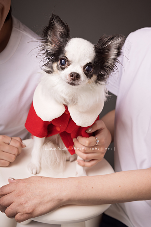 Cindy帶媽媽及可愛的啾啾來拍照，啾啾享受著Cindy及媽媽的疼愛，真的好幸福啊！這張是啾啾個人寵物寫真照！啾啾好漂亮！