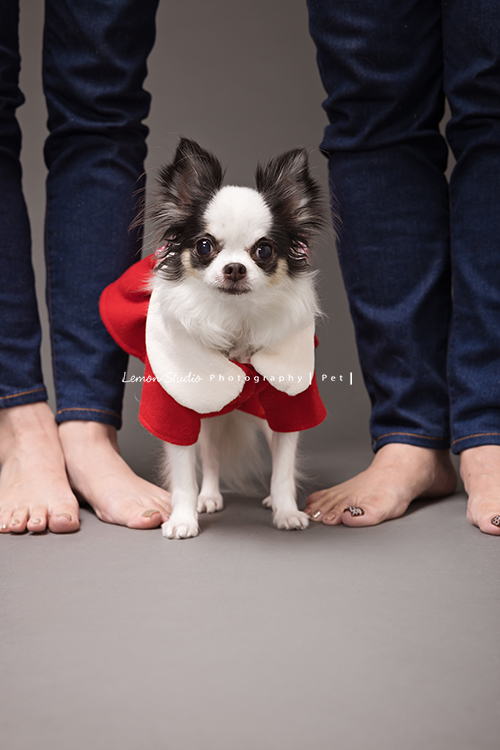 Cindy帶媽媽及可愛的啾啾來拍照，啾啾享受著Cindy及媽媽的疼愛，真的好幸福啊！這張是啾啾站在最疼他的兩人的中間的個人寵物寫真！這張啾啾站得好挺啊！